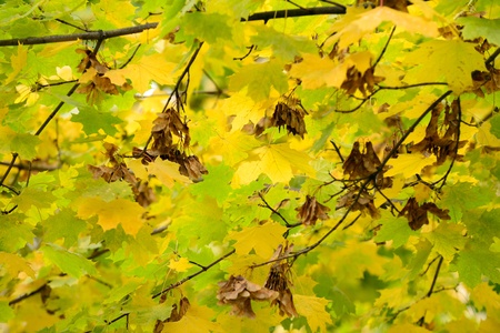 Yellow Maple Tree with Samaras in Autumnの写真素材