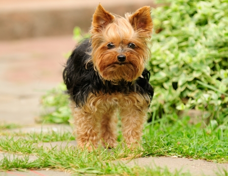 Cute Shabby Yorkshire Terrier Dogの写真素材