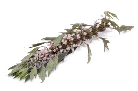 Motherwort  Leonurus Cardiaca  Isolated on White Backgroundの写真素材