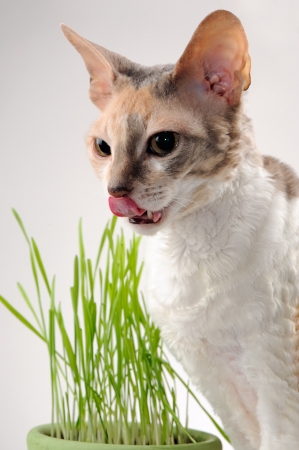 Cat Licking Its Lips After Eating Grassの写真素材