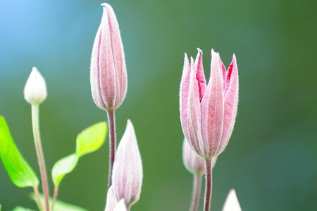 Clematis Flower Buds in the Gardenの写真素材