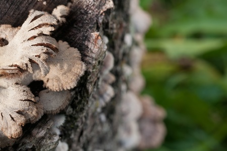 A close-up of mushrooms growing on a tree trunkの写真素材