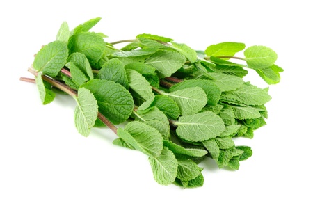 Fresh Green Mint Herb Isolated on White Backgroundの写真素材