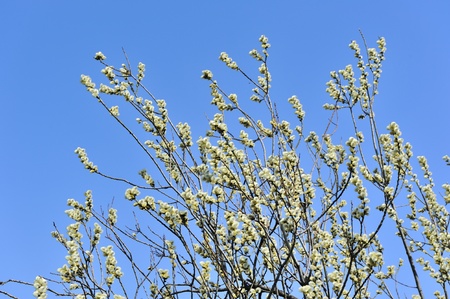 Pussy Willow with Catkins