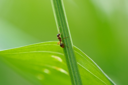 Ant Climbing Green Grassの写真素材