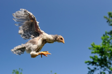 Chicken Flying in the Skyの写真素材