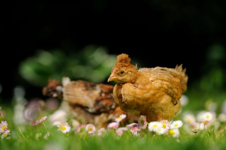 Crested Baby Chicken in Flowersの写真素材