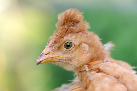 Red Crested Baby Chicken Close-Upの写真素材
