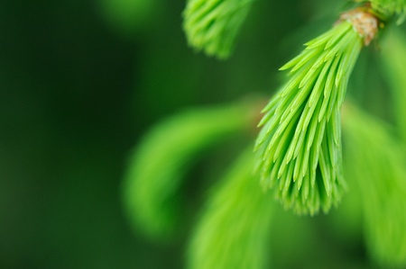 New Green Needles of Spruce Treeの写真素材
