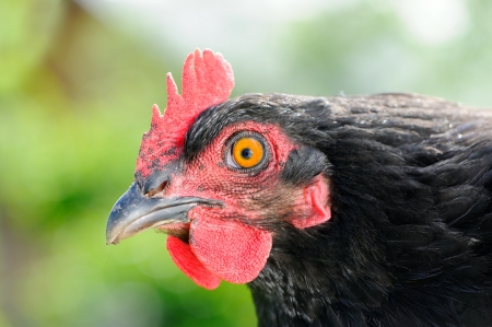 Black Chicken Close-Upの写真素材