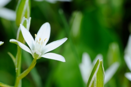 White Ornithogalum  Grass Lily  on Flower Bedの写真素材