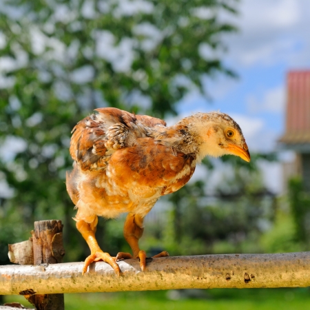 Mottled Baby Chicken on Perchの写真素材