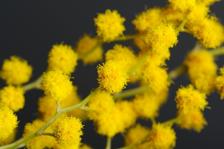 Acacia  Mimosa  Branch with Yellow Flowers Closeupの写真素材