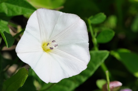 White Convolvulus  Bindweed  Flower Close-Up