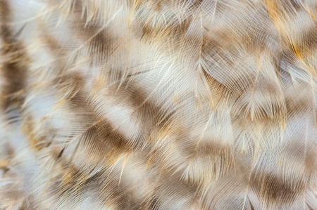 Mottled Chicken Feathers Macroの写真素材