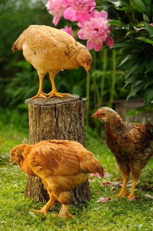 Three Chickens in the Gardenの写真素材
