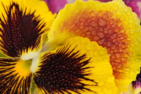 Yellow Pansy Violet Flower with Water Dropsの写真素材