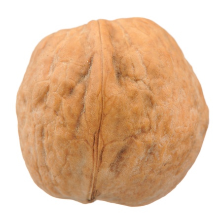 Walnut in Shell Isolated on White Background