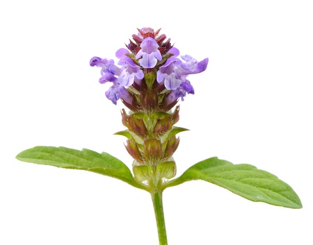 Prunella  Self-Heal  Flower on White Backgroundの写真素材