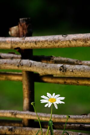 Daisy Flower by Wicker Fence の写真素材