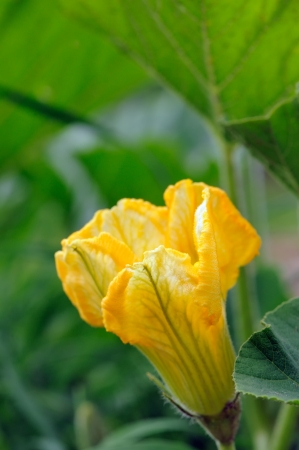 Yellow Squash Flower in Vegetable Gardenの写真素材