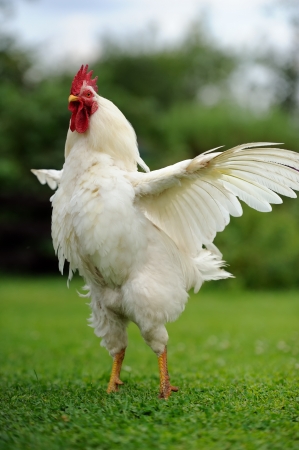 White Rooster  Cock  with Wings Spreadの写真素材