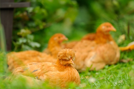 Red Chickens Resting on Green Grassの写真素材