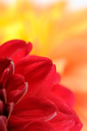 Red Dahlia Petals Close-Upの写真素材