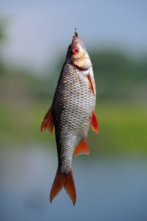 A roach fish hanging on the hookの写真素材