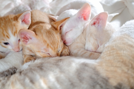 Baby Kittens Sleeping with Their Mother
