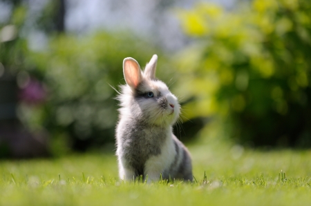 Cute Fluffy Rabbit Outdoors on Green Grassの写真素材