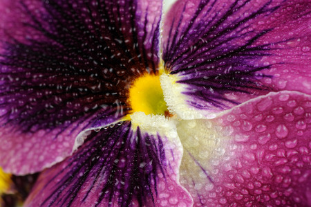 Beautiful Purple Pansy Violet Flower with Water Dropsの写真素材