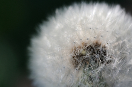 A close-up of a white dandelion (taraxacum officinale) flowerの写真素材