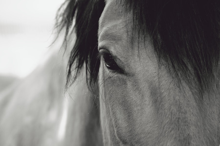 Horse Eye Close-Upの写真素材
