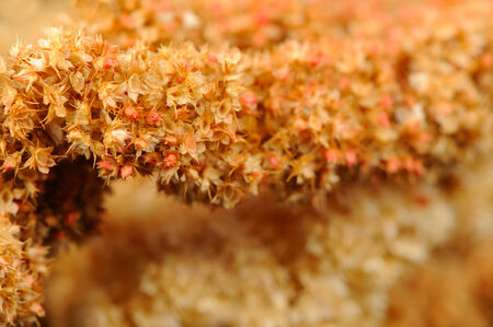 Dry Amaranth  Love-Lies-Bleeding  Flowers Close-Up