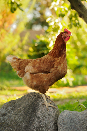 Chicken on Boulder in the Gardenの写真素材