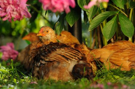 A group of chickens resting in the shadow of a peony bush