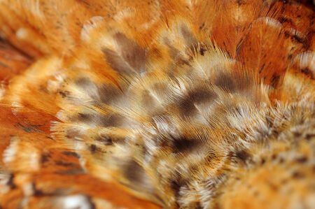 Mottled Chicken Feathers Close-Upの写真素材