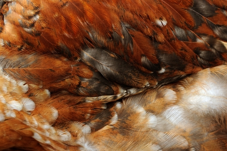Chicken Feathers Close-Upの写真素材