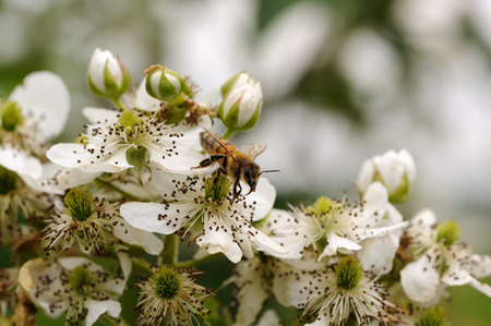 Bee Pollinating Flowers