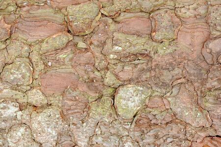Apple Tree Bark Texture Macro