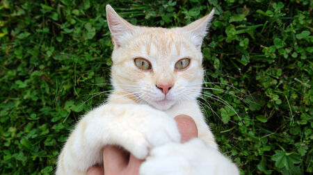 Cat Playing with Handの写真素材