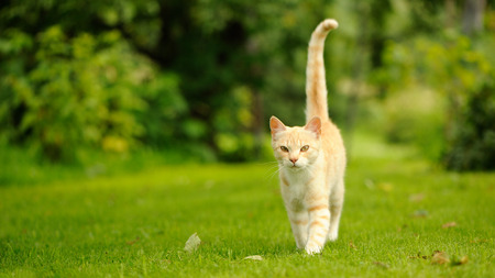 Graceful Cat Walking on Green Grassの写真素材