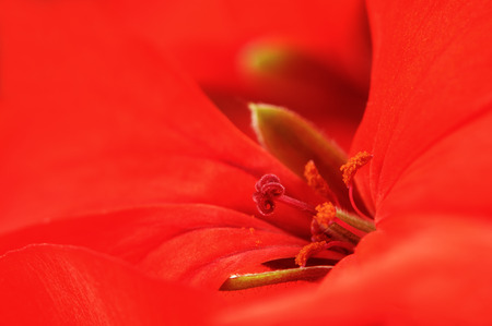 Red Pelargonium Hortorum or Geranium Flower Macroの写真素材