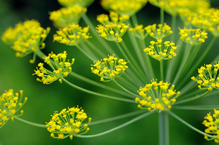 Dill Umbel Close-Upの写真素材