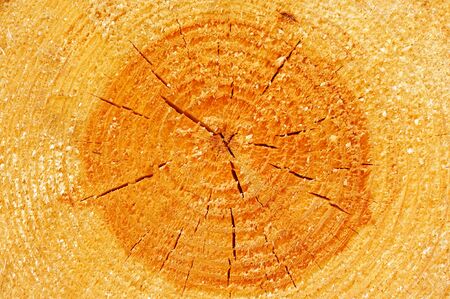Tree Cross Section Showing Annual Ringsの写真素材