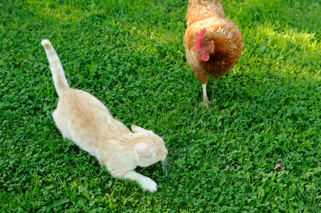 Cat Attacked by Chickenの写真素材