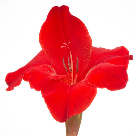 Red Gladiolus Flower Close-Up Isolated on White Backgroundの写真素材