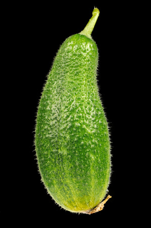 Kirby Cucumber on Black Backgroundの写真素材