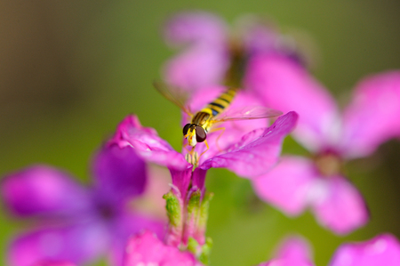 Wasp Drinking Nectar from Flowerの写真素材